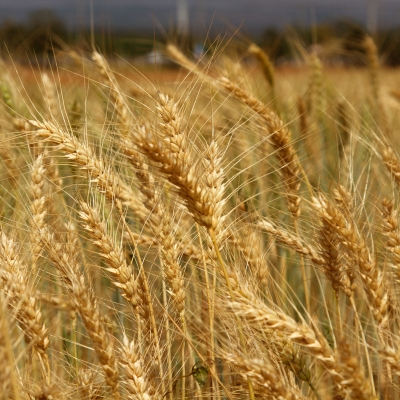 WHEAT AND TARES IN THE END TIMES CHURCH